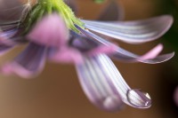 /album/water-drops/img-5996-1-jpg/