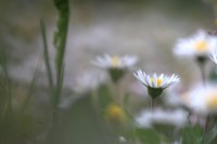 /album/daisy-2015/img-6165-jpg1/