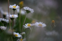 /album/daisy-2015/img-6166-jpg1/