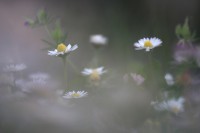 /album/daisy-2015/img-6174-jpg1/