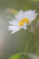 /album/daisy-2015/img-6210-1-2-jpg1/